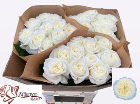Rosa gr garden chic white