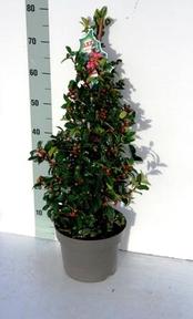 Ilex crenata pyramida