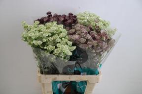 Astrantia mix in bucket