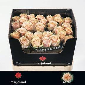 Rosa gr bellini