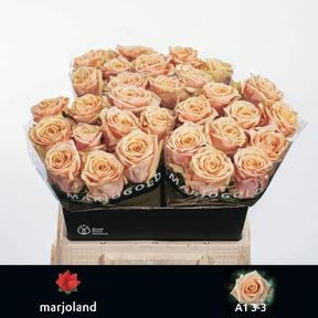 Rosa gr bellini!