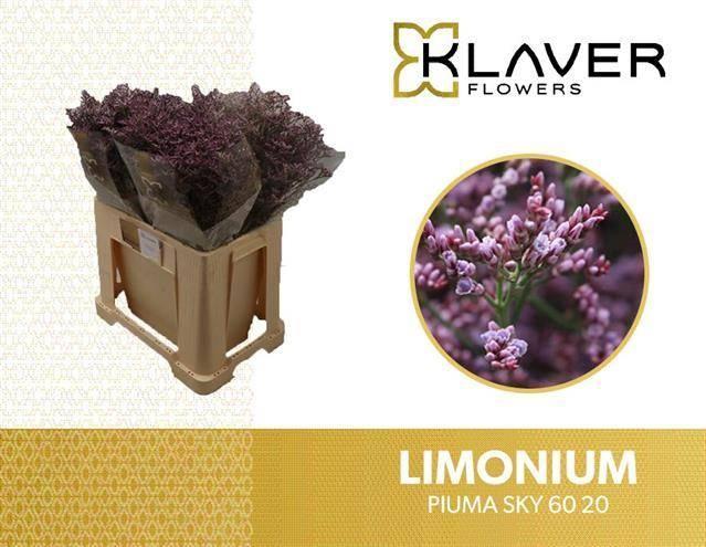Limonium piuma sky