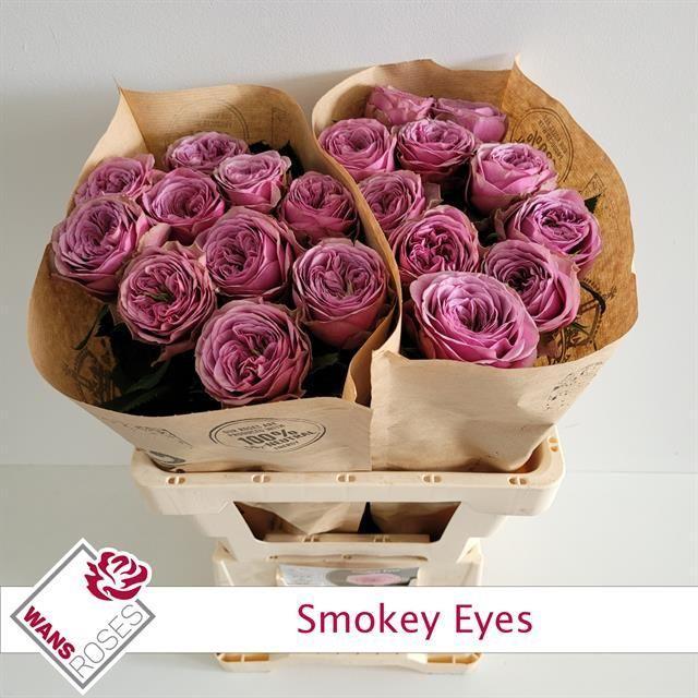 Rosa gr garden smokey eyes