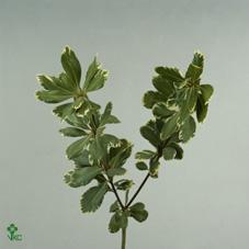 Zeleň - pittosporum per bos