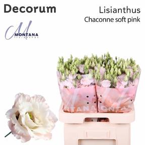 Eustoma du chaconne soft pink