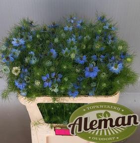 Nigella artist blue - ks