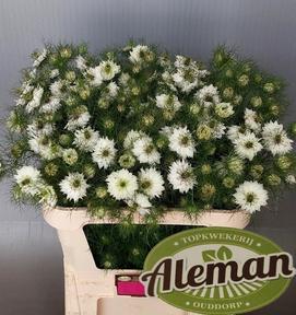Nigella artist white - ks