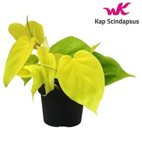 Philodendron scandens Lemon
