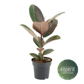 Ficus Pink Camouflage