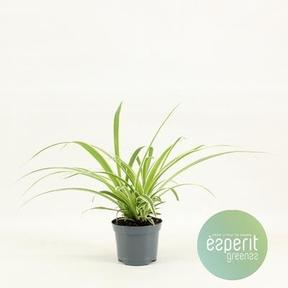 Chlorophytum variegatum