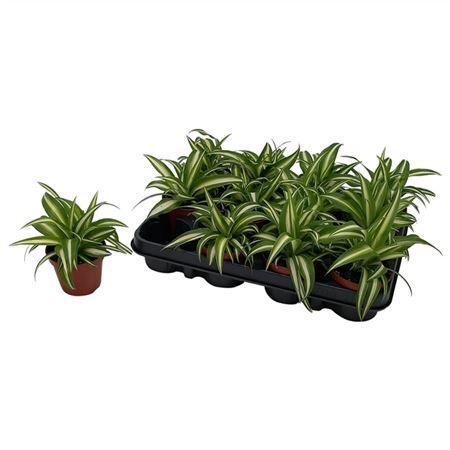 Chlorophytum variegatum