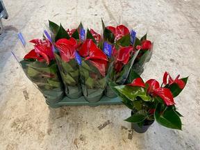 Anthurium Picante Red