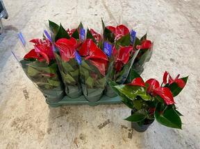 Anthurium Picante Red