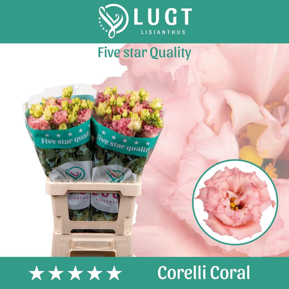 Eustoma du corelli coral