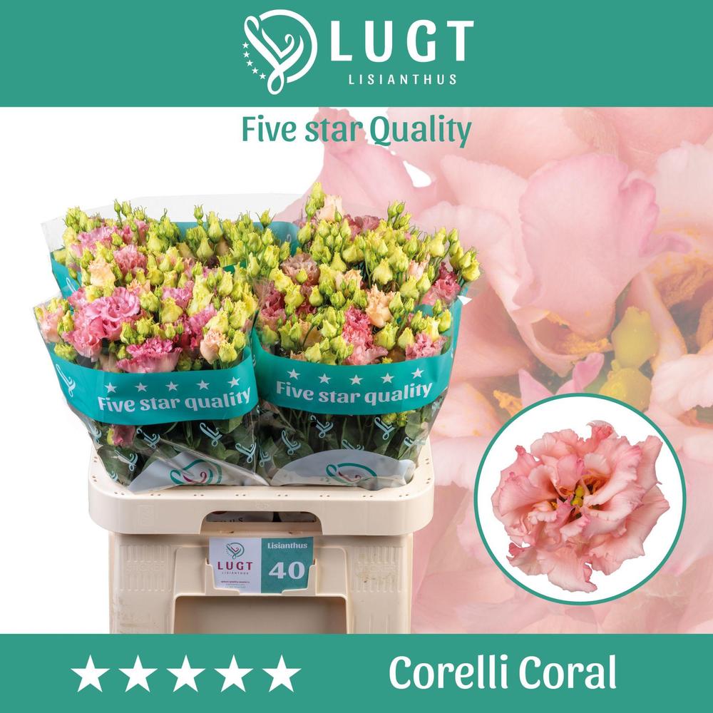 Eustoma du corelli coral