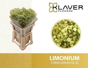 Limonium china lemon