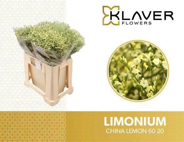 Limonium china lemon