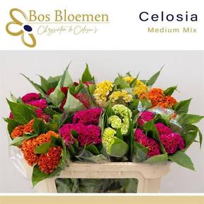 Celosia mix