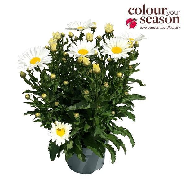 Leucanthemum