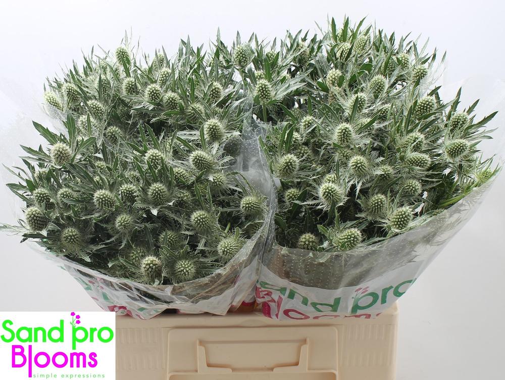 Eryngium mag white lagoon