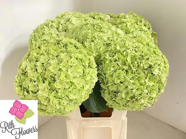 Hydrangea macrophylla