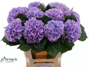 Hydrangea macrophylla