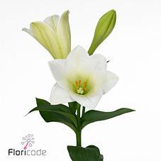 Lilium lf watch up