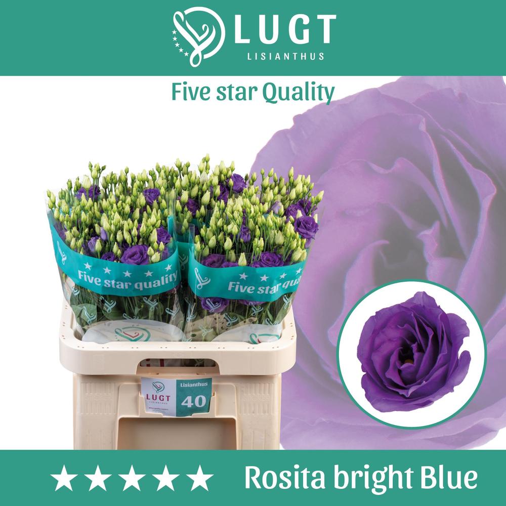 Eustoma rosita bright blue