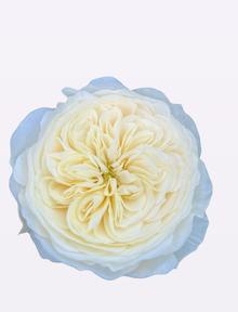 Rosa gr garden chic white