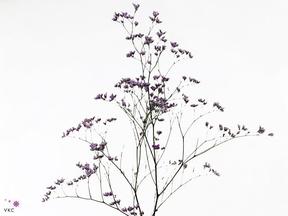 Limonium maine blue