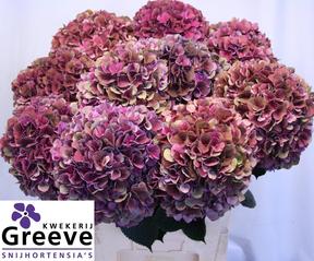 Hydrangea mag ruby glow classic