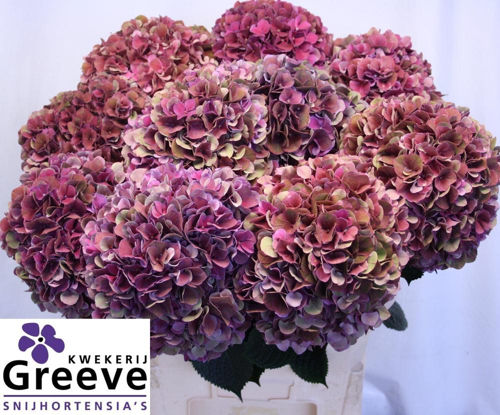 Hydrangea mag ruby glow classic