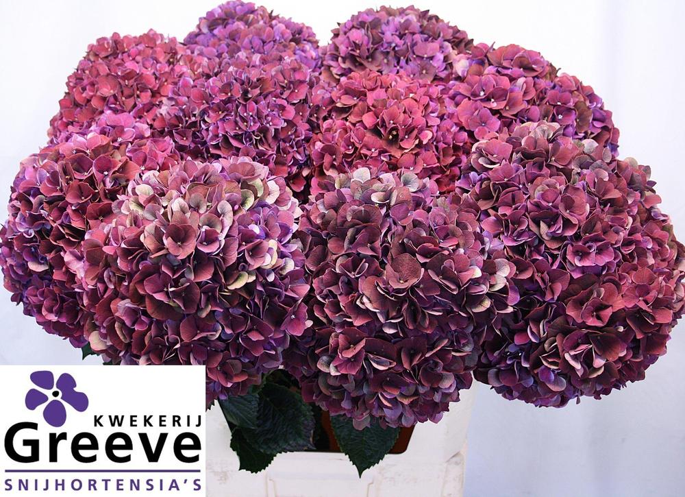 Hydrangea mag ruby glow classic