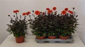 Dahlia mix