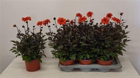 Dahlia mix