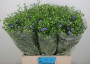 Nigella bucharica