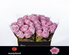 Rosa gr garden nayeli