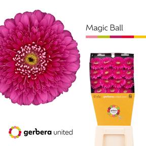 Gerbera diamond pomponi magic ball