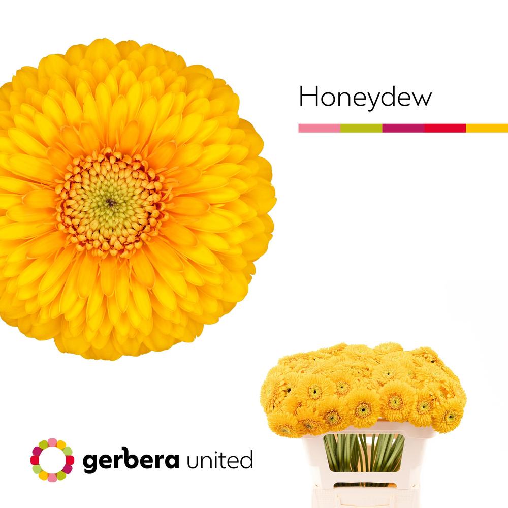 Germini plastic pomponi honeydew