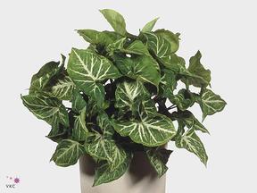 Syngonium Milk Confetti