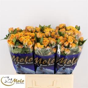 Rosa tr saffron smile
