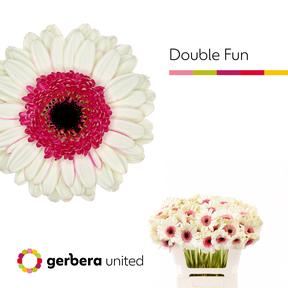 Germini plastic double fun