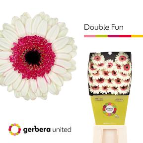 Germini plastic double fun