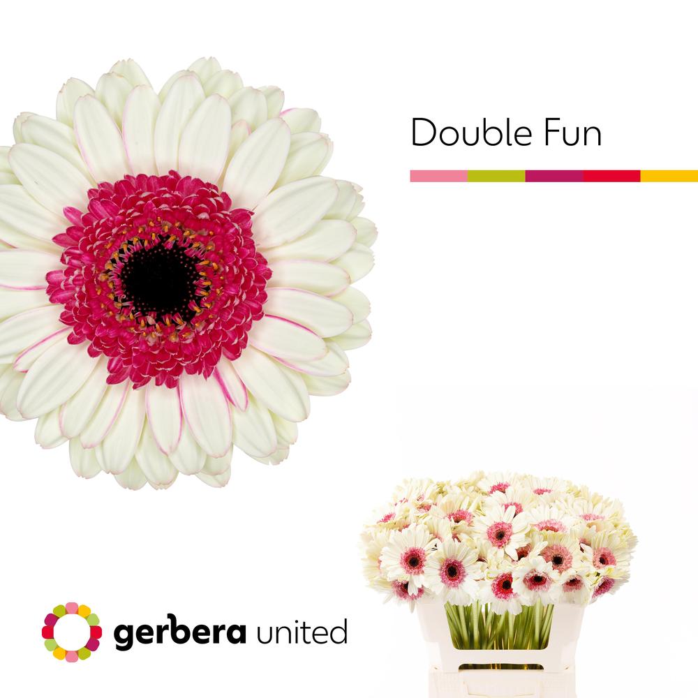 Germini plastic double fun