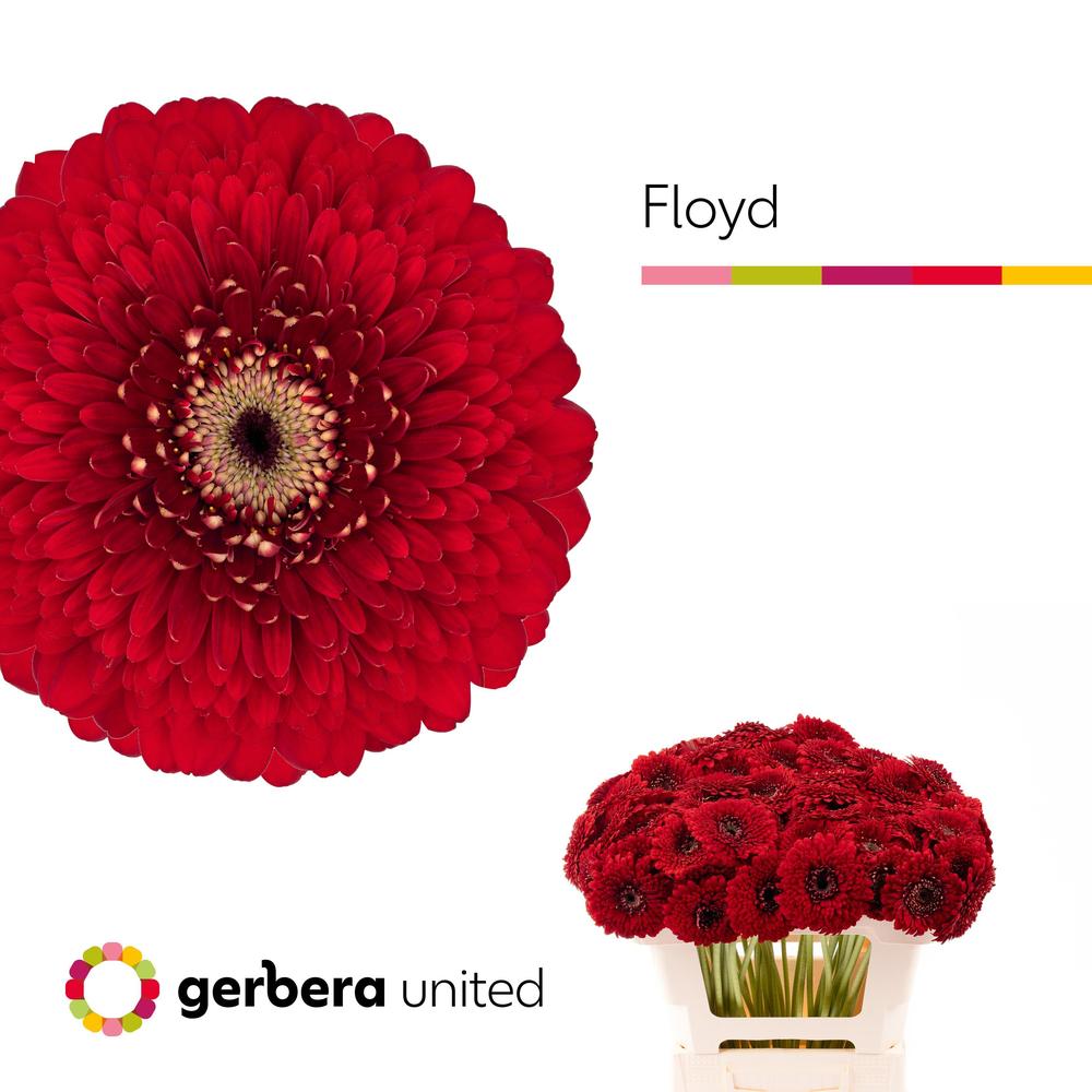 Germini plastic pomponi floyd