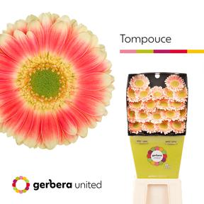 Germini plastic tompouce