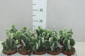 Opuntia microdasys
