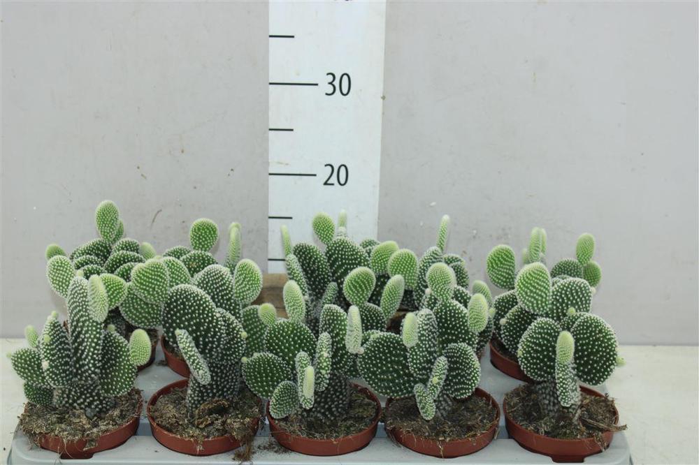 Opuntia microdasys