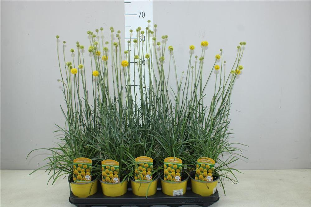 Craspedia globosa