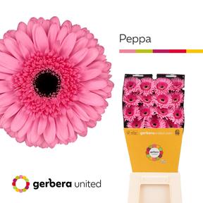 Gerbera diamond peppa